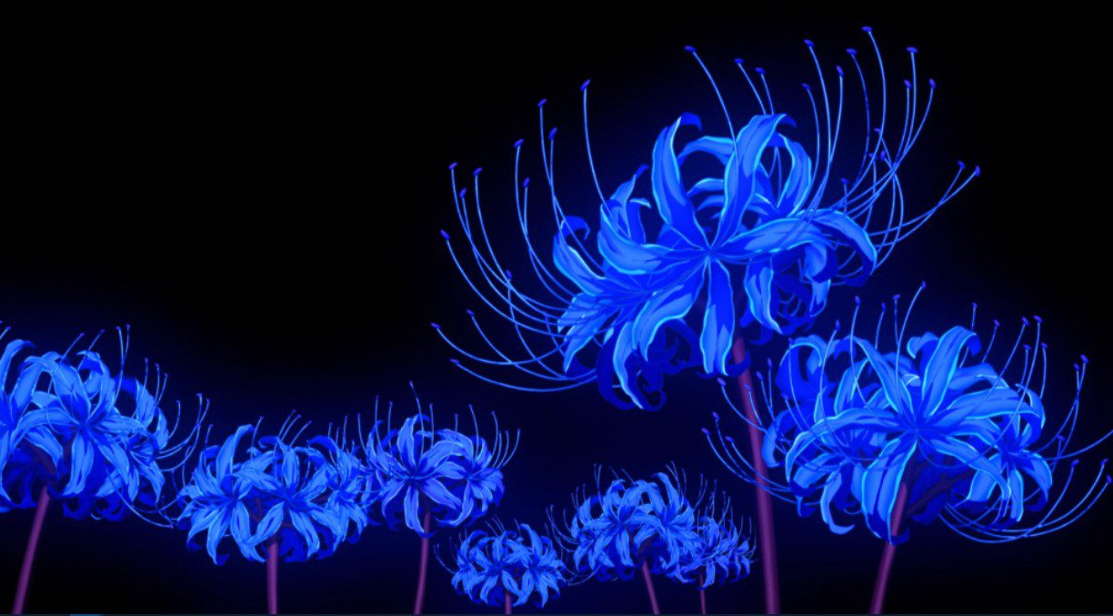 Blue Spider Liily