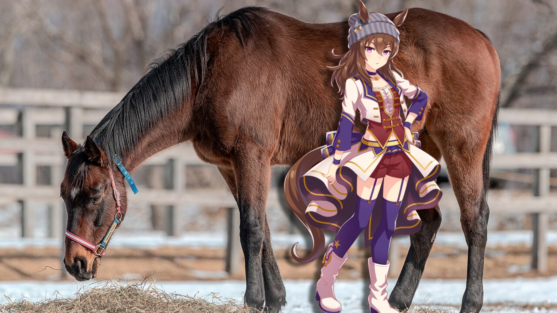Fallece Nakayama Festa, campeón de carreras e inspiración para un personaje de Umamusume: Pretty Derby — Nyakko